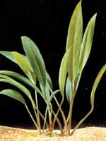 Аквариумные растения plant_01_16_1.jpg