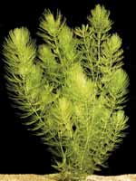 Аквариумные растения plant_16_03_1.jpg
