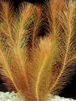 Аквариумные растения plant_16_04_1.jpg