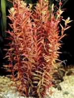 Аквариумные растения plant_16_05_1.jpg
