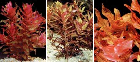 Аквариумные растения plant_16_06_1.jpg