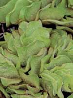 Аквариумные растения plant_17_01_1.jpg