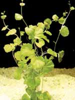 Аквариумные растения plant_17_08_1.jpg