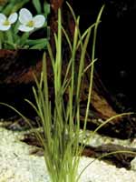 Аквариумные растения plant_17_06_1.jpg