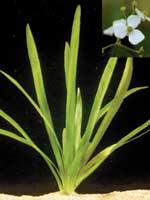 Аквариумные растения plant_17_07_1.jpg