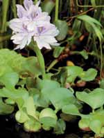 Аквариумные растения plant_26_01_1.jpg