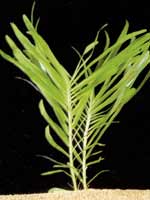 Аквариумные растения plant_26_21_1.jpg