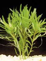 Аквариумные растения plant_26_02_1.jpg