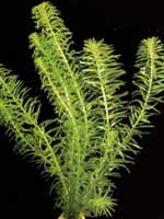 Аквариумные растения plant_26_03_1.jpg