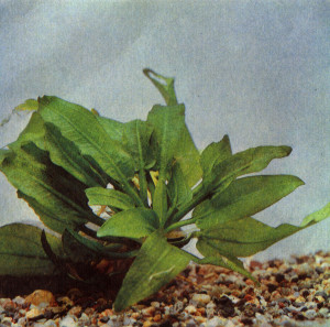 Аквариумные растения plant_26_05_1.jpg