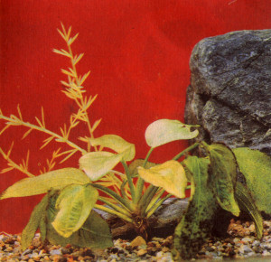 Аквариумные растения plant_26_12_1.jpg