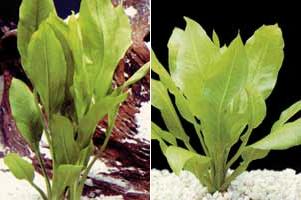 Аквариумные растения plant_26_06_1.jpg