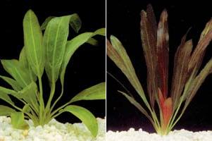 Аквариумные растения plant_26_09_1.jpg