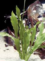 Аквариумные растения plant_26_04_1.jpg