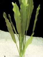 Аквариумные растения plant_26_07_1.jpg