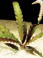 Аквариумные растения plant_01_07_1.jpg