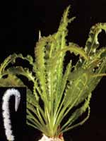 Аквариумные растения plant_01_08_1.jpg
