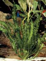 Аквариумные растения plant_01_12_1.jpg
