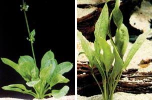 Аквариумные растения plant_26_13_1.jpg