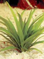 Аквариумные растения plant_26_19_1.jpg