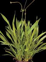 Аквариумные растения plant_26_14_1.jpg