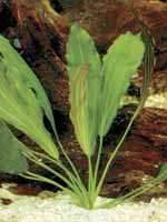 Аквариумные растения plant_26_15_1.jpg