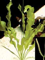 Аквариумные растения plant_01_10_1.jpg