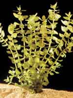 Аквариумные растения plant_02_01_1.jpg