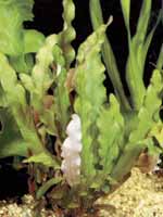 Аквариумные растения plant_02_02_1.jpg