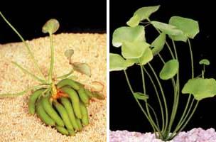 Аквариумные растения plant_02_04_1.jpg