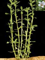 Аквариумные растения plant_02_06_1.jpg
