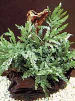Аквариумные растения plant_02_03_1.jpg