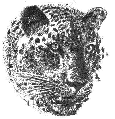 Мир Книги джунглей i_008.png