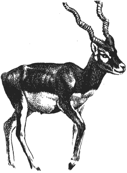Мир Книги джунглей i_013.png