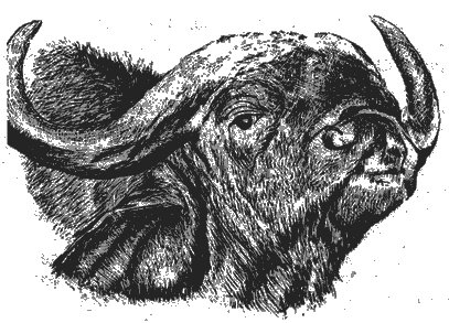 Мир Книги джунглей i_014.png