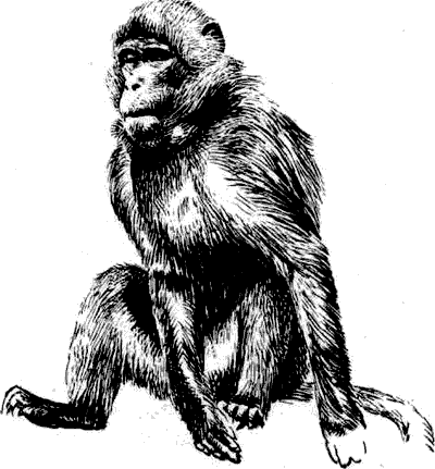 Мир Книги джунглей i_017.png