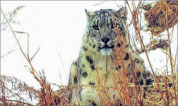 Литературная Газета  6252 ( № 48 2009) TAGhttp___www_lgz_ru_userfiles_image_49_6253_2009_25-1_jpg913851