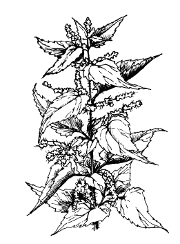 Лечение болезней и дефектов кожи. И жировик исчез, и бородавки i_006.png