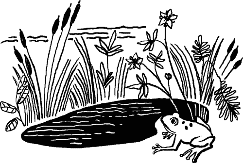 Сабельник — болотный целитель i_005.png