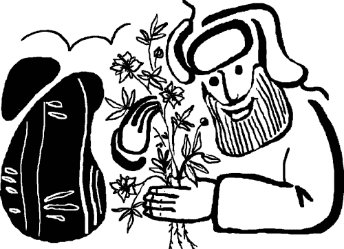 Сабельник — болотный целитель i_006.png