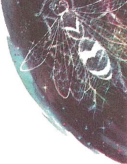 Шестикрылые осы i_001.png
