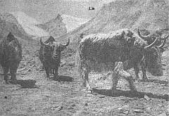 В горах Памира _8.jpg