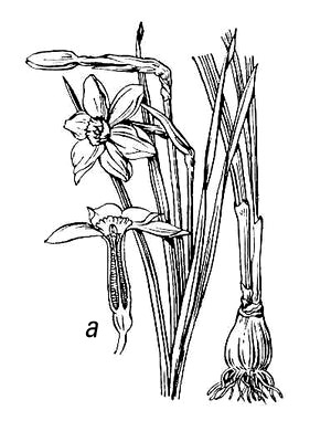 Большая Советская Энциклопедия (НА) i009-001-236013765.jpg
