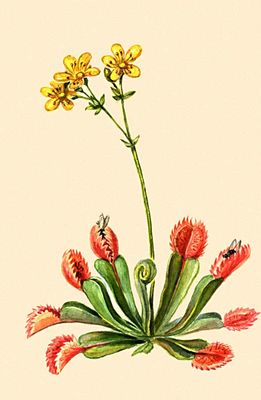 Большая Советская Энциклопедия (НА) i009-001-209509434.jpg