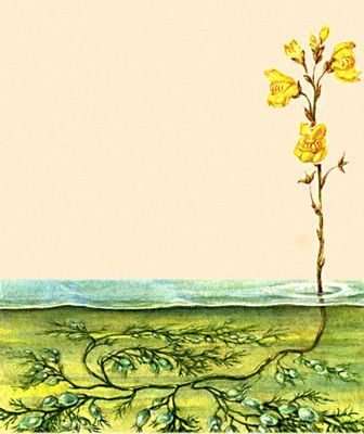Большая Советская Энциклопедия (НА) i010-001-255585141.jpg