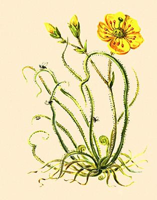 Большая Советская Энциклопедия (НА) i010-001-276152669.jpg