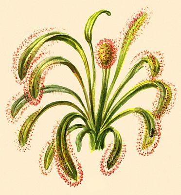 Большая Советская Энциклопедия (НА) i010-001-284667268.jpg