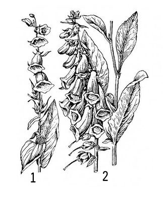 Большая Советская Энциклопедия (НА) i010-001-265567815.jpg