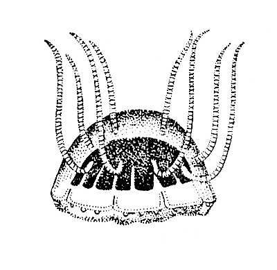 Большая Советская Энциклопедия (НА) i010-001-265887308.jpg