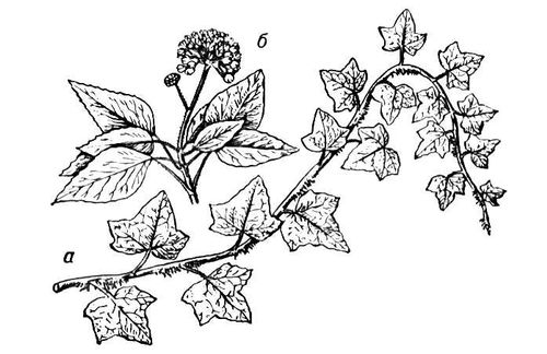 Большая Советская Энциклопедия (ПЛ) i010-001-257625408.jpg